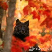 whitewolf  [Black Wolf]